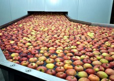 Verso la fase della prima selezione manuale.