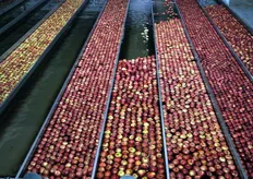 Alcuni dei 39 canali per la separazione delle mele in base a calibro e colore presso lo stabilimento della Cooperativa Valle del Sarca.