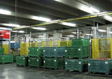 Una volta calibrate, le mele possono essere avviate allo stoccaggio in cella frigorifera o alle linee di confezionamento, a seconda degli ordinativi.