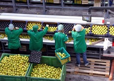 Al momento della visita di FreshPlaza era terminata la fase della raccolta delle mele Gala (tornate quest'anno su livelli normali, dopo le grandinate dell'anno scorso) e si stava aprendo quella della raccolta e commercializzazione delle prime Golden.