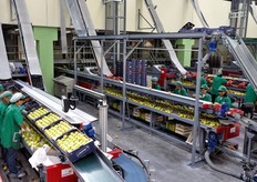 Linee di confezionamento di mele Golden.