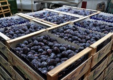 La zona di Dro (TN) e' nota anche per un'antica produzione tradizionale, quella della susina di Dro, prodotta soltanto in questa zona da 400 agricoltori.