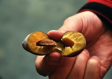 La susina di Dro, a buccia viola e polpa gialla, si presta particolarmente bene alla trasformazione in confettura.