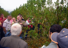 I tagli eseguiti in fine estate-inizio autunno, in un momento di calo dell'attivita' vegetativa, hanno un effetto di contenimento sul vigore, poiche' sottraggono porzioni di chioma che assolvono funzione di organi di riserva e produttori di elaborati.