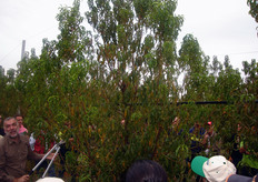 Gli interventi di potatura eseguiti poco prima della ripresa, (fine inverno), continua Neri, provocano un forte stimolo dell'attivita' vegetativa. La pianta, infatti, avendo gia' accumulato in autunno sostanze di riserva, viene sollecitata dai tagli a ripristinare rapidamente le porzioni di chioma mancanti.