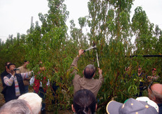 "Sul "vaso ritardato" gli interventi autunnali di potatura di produzione devono mirare ad eliminare i rami che, nella successiva stagione di crescita, potrebbero ombreggiare le branche principali o brachette fruttifere sottostanti."