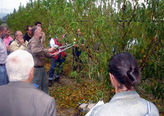 Per alleggerire la chioma, senza causare squilibri e forte emissione di ricacci, occorre eseguire un leggero diradamento delle branchette posizionate in prossimita' dell'estremita' distale delle branche principali.