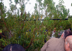 "Alla fine degli interventi di potatura, una giovane pianta allevata a "vaso ritardato", in presenza dell'asse centrale, deve assumere la forma di un "fusetto"."