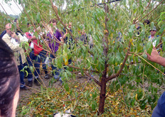 La permanenza dell'asse centrale per i primi anni favorisce la formazione di branche laterali correttamente aperte senza dover ricorrere a canne divaricatrici o tiranti, facilitando notevolmente la potatura di formazione.