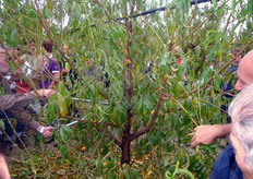 "Il taglio dell'asse centrale potra' essere eseguito totalmente o progressivamente negli anni a partire dalla terza "foglia". La densita' di impianto adeguata per il vaso ritardato e' intorno a 500-600 piante/ha, per un sesto 5,5-6,0 x 3,0-4,0 m."