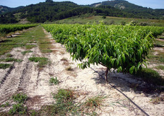 "Il "vaso basso" o "vasetto catalano" e' una forma di allevamento sviluppata inizialmente per il ciliegio in Spagna, nei principali distretti peschicoli della Catalogna. Attualmente con opportune modifiche viene adottata anche per il pesco."