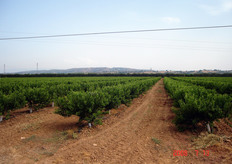 "Nel "vasetto catalano" la chioma e' costretta a svilupparsi piu' sul piano orizzontale che sul piano verticale per cui l'altezza dell'albero puo' essere agevolmente contenuta entro i due metri attraverso ripetuti interventi di topping effettuati, durante le prime fasi, con l'ausilio di mezzi meccanici (barra falciante a lame rotanti)."