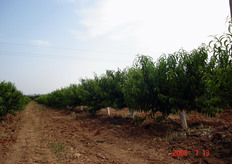 "Sul "vaso catalano", gli interventi praticati durante la fase vegetativa sono rivolti a regolare l'altezza della pianta, compattare la vegetazione, favorire l'aumento del diametro dei rami, incrementare o diminuire la differenziazione a fiore delle gemme."
