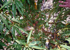 Il contenimento dello sviluppo in altezza della pianta e' ottenuto, nel primo anno, attraverso 2-3 interventi di topping, praticati durante la stagione vegetativa con l'ausilio di mezzi meccanici (barra falciante), a cui devono seguire, negli anni successivi, graduali interventi manuali all'interno della chioma per facilitare l'arieggiamento e la penetrazione della luce.