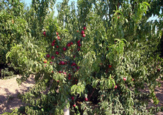 "Piante di nettarina "Venus" allevata a "vaso catalano" in produzione al terzo anno. Questa forma di allevamento, pur essendo ad alta densita' (650-700 piante/ha), rispetto alle doppie pareti inclinate (Y-trasversale) presenta il grande vantaggio dei bassi costi di impianto per il minor numero di piante per ettaro e per l'assenza di costose strutture di appoggio (pali fili, tutori etc.). Anche alcuni costi di gestione sono ridimensionati, rispetto ad altre forma di allevamento, poiche' molte operazioni (potatura, diradamento, raccolta) sono eseguibili da terra."