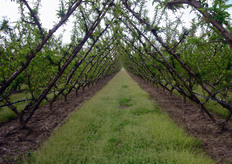 "Pescheto alla ripresa vegetativa, allevato ad "ipsilon trasversale". Le peculiari condizioni climatiche del Mezzogiorno, in particolare levata luminosita', le miti temperature autunnali e il basso tasso di umidita' hanno favorito, piu' che in altre aree del paese, la diffusioni di impianti ad alta densita' (oltre 1000 piante/ha). A causa del vertiginoso aumento dei costi di produzione e della riduzione dei prezzi corrisposti al frutticoltore, si registra, attualmente, una inversione di tendenza che fa propendere la scelta verso impianti che puntano piu' sulla riduzione dei costi che sugli elevati livelli produttivi."