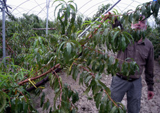 L'adozione di forme di allevamento lontane dal naturale habitus vegetativo della pianta, implicano numerosi interventi di potatura, allungamento del periodo improduttivo ed incremento dei costi di gestione.