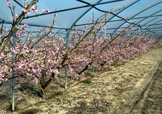 La coltivazione in ambiente protetto e' giustificata per le varieta' precoci, qualora si volesse anticipare ulteriormente l'epoca di maturazione dei frutti, e per le cultivar extra-precoci, di solito a basso fabbisogno in freddo (low chilling), che necessitano di protezione durante le fasi delicate di fioritura (in foto) e formazione del frutticino. Una volta soddisfatto il fabbisogno in freddo, da meta' dicembre a meta' gennaio, viene esteso sulla struttura un film plastico. Rispetto al pieno campo l'effetto serra determina un sensibile aumento delle temperature durante le ore diurne e di conseguenza un anticipo di tutte le fasi fenologiche della pianta, compresa la maturazione, anche fino a 2-4 settimane. In tarda primavera il film plastico viene nuovamente rimosso dalla struttura per evitare forti innalzamenti di temperatura all'interno.