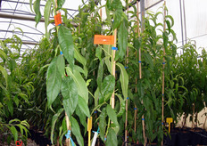 La scelta di materiale vivaistico di buona qualita' e' il prerequisito fondamentale per impostare qualunque forma di allevamento. Il COVIL impiega materiale di propagazione proveniente da piante madri controllate, dal punto di vista genetico e fitosanitario, secondo quanto previsto dalle normative sulla certificazione.