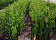 Per sfuggire agli attacchi di organismi nocivi (soprattutto tellurici come funghi, insetti, nematodi ed erbe infestanti), proteggere le piante da agenti atmosferici avversi (gelo e grandine) e ridurre i tempi del ciclo di produzione (meno di un anno), i vivaisti del COVIL producono le piante da frutto in ambiente protetto e fuori suolo impiegando substrati inerti e sterili a base di fibra di cocco.