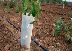 Con le moderne tecniche di produzione vivaistica e' possibile ottenere astoncini vegetanti pronti al trapianto in primavera gia' forniti di numerose gemme laterali su cui si potra' impostare la forma di allevamento desiderata.