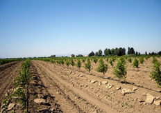 "Impianto di pescheto realizzato su "baula". Il prof. Neri consiglia di coltivare i frutteti su "baula". Anche un leggero rialzo del terreno lungo la fila, rispetto alla quota dell'interfila, consente di proteggere l'apparato radicale da condizioni di stress provocate da ristagno idrico (anche di breve durata) ed impedisce i danni causati dalle lavorazioni del terreno praticate in prossimita' del tronco. Il controllo delle malerbe lungo la fila deve essere eseguito ricorrendo agli erbicidi."