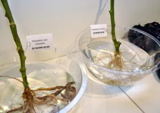 Differenza tra radicazione di una pianta di pomodoro non innestata e radicazione del portinnesto Unifort.