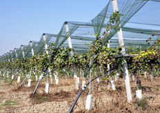 "Impianto di kiwi Jintao. Il Consorzio Kiwigold e' in piena espansione, come spiega Alessandro Fornari: "La produzione 2009 e' in aumento a 4.500 tonnellate, più o meno il doppio dell'anno sorso. Finora siamo sempre riusciti a raddoppiare la produzione di anno in anno. In Italia contiamo 580 ettari coltivati a Jintao, mentre in Cile, dove abbiamo gia' 150 ettari, puntiamo ad estendere le coltivazioni fino a 200 ha"."