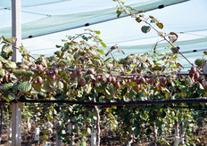 "L'actinidia ha bisogno di un'accurata "messa a punto" della tecnica di gestione e allevamento della pianta. Come sottolinea Alessandro: "Se noi stessi confrontiamo i nostri primi impianti di kiwi del 2003 con quelli di oggi ci rendiamo conto che non c'è paragone. Oggi riusciamo ad ottenere l'entrata in produzione degli impianti ad un solo anno dalla loro realizzazione!"."