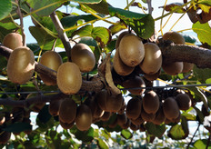 "A partire da quest'anno, Consorzio KiwiGold diventa anche ditta di commercializzazione del kiwi verde. Come spiega Alessandro Fornari: "L'obiettivo e' quello di proporci come "category" per l'actinidia. Stiamo pertanto investendo nella selezione di nuove varieta' che possano dimostrarsi interessanti per il mercato"."