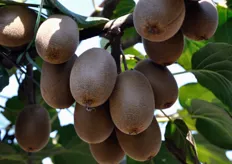 I frutti della varieta' Jintao presentano una percentuale di materia secca superiore a quella del kiwi verde Hayward (oltre 18 per cento contro 15). Tutto quello che in un kiwi non e' acqua e' materia secca, cioe' la sostanza che sta alla base di tutte le caratteristiche gustative del kiwi, come grado zuccherino, aroma, etc.