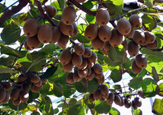 Frutti di Jingold (var. Jintao) pronti alla raccolta. Il grado Brix (tenore zuccherino) dei frutti al momento del distacco dalla pianta e' compreso tra 8 e 12. Cio' permette di portare sul mercato merce che, continuando a maturare nella fase di stoccaggio e trasporto, non sia inferiore a 14 gradi Brix.