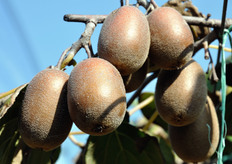 Dettaglio dei frutti. Quest'anno i calibri sono leggermente maggiori rispetto al 2008, grazie a nuove tecniche migliorate di potatura.