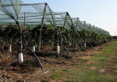 Il terreno ha richiesto un'intensa opera di dissodamento, in quanto non era in partenza idoneo alla coltura del kiwi, che richiede una base friabile e non troppo pesante.