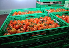 Pomodori in cella frigo.