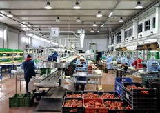 "La sala di lavorazione contiene tre linee di cernita e confezionamento della merce. Presto sara' aggiunta anche una sala esclusivamente dedicata alla lavorazione del prodotto biologico. "La produzione bio - spiega Alfonso - e' prevista in aumento di un 10 per cento per questa stagione e il nostro stabilimento diventera' il centro di partenza di tutto il prodotto biologico destinato allo stabilimento Apofruit di Longiano (FC)"."