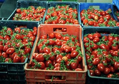 Pomodori a grappolo da avviare al confezionamento.