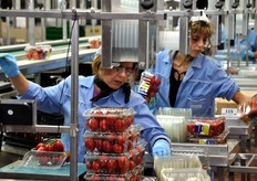 Linea di confezionamento in vaschette da 500 grammi. La stagione e' appena cominciata, ma nei momenti di picco produttivo questo stabilimento arriva ad impiegare fino a 100 dipendenti stagionali.