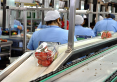 Oltre alle vaschette da 500 grammi, le linee possono confezionare in vaschette da 250 o in cartoni da 2, 3 o 5 kg.