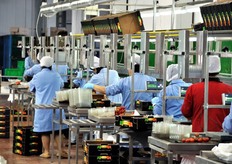 Linea di selezione e confezionamento del pomodoro ciliegino. Il pomodoro a grappolo e quello ciliegino costituiscono il 70 per cento del totale del prodotto che transita presso lo stabilimento Apofruit di Donnalucata.