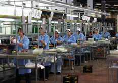 Il ciliegino viene in questo caso confezionato a marchio Solarelli, il nuovo brand Apofruit Italia introdotto a fine 2008 per connotare l'assortimento ortofrutticolo di alta qualita' e provenienza tutta italiana.