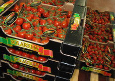 Cartoni a marchio Solarelli. Si noti la cura del confezionamento, con inserimento di etichette sul rachide dei grappoli.