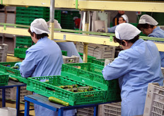 Operazione di confezionamento delle zucchine.