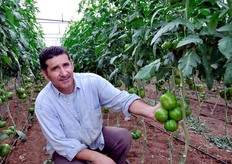 In data 21 ottobre 2009, sotto la guida di uno specialista del pomodoro della De Ruiter Sementi (oggi Monsanto Vegetable Seeds), FreshPlaza ha realizzato una serie di fotografie presso alcune imprese del ragusano. Qui siamo presso l'azienda di Carmelo Occhipinti, ritratto nella foto.
