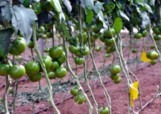 Intorno ai grappoli, nel periodo invernale, viene effettuata un'operazione di sfoltimento delle foglie per evitare il ristagno di umidita'.