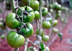 Le piante sono state trapiantate lo scorso 10 agosto 2009. Quasi tutta la produzione di pomodoro insalataro, prima concentrata nell'area di Vittoria (RG), oggi si e' quasi tutta spostata nella zona di Scicli (RG).