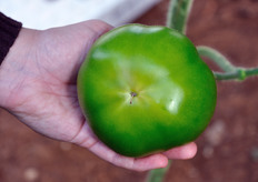 Il pomodoro matura a partire dalla base, che assume una colorazione giallo-verde.