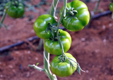 L'azienda di Carmelo Occhipinti si estende su 1,2 ettari, tutti sotto serra.