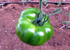 L'impollinazione delle piante avviene mediante bombi e il sistema di irrigazione e' a goccia.