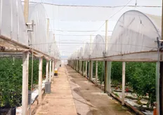L'associazione Piombo coltiva ortaggi su una superficie di 500 ettari in pieno campo (peperoni, carote e patate) e di 60 ettari sotto serra (pomodori, peperoni e zucchine).